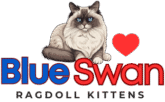 Blue Swan Ragdolls
